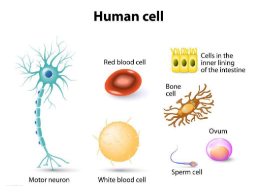 安創(chuàng)安必潔消毒耦合劑